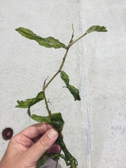 Potamogeton praelongus