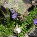 Phyteuma globulariifolium - Photo (c) anonymous, algunos derechos reservados (CC BY-SA)