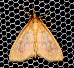 Ostrinia