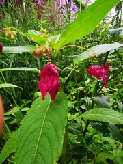 Impatiens glandulifera