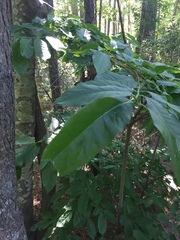 Magnolia acuminata