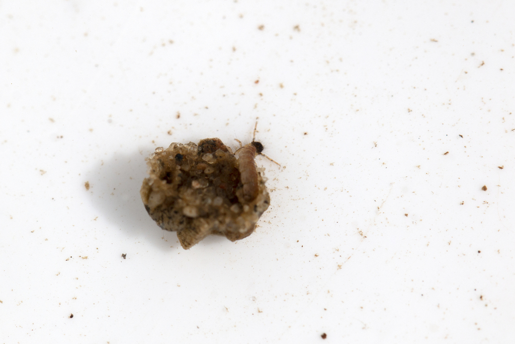 Agapetus ochripes