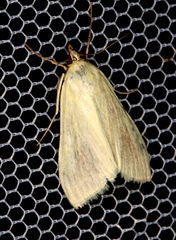 Sitochroa palealis