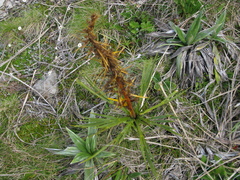 Aciphylla ferox