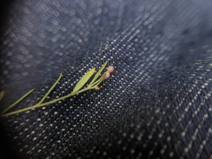 Lechea pulchella moniliformis