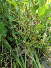 Lechea pulchella moniliformis