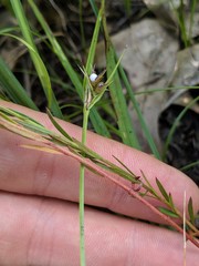 Lechea pulchella moniliformis