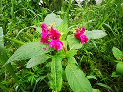 Impatiens glandulifera