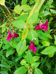 Impatiens glandulifera