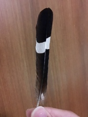 Upupa epops