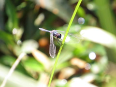 Erythrodiplax andagoya