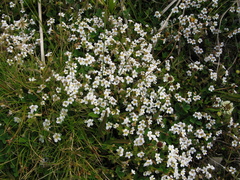 Euphrasia cheesemanii