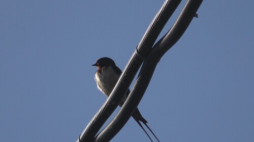 Siberian Barn Swallow
