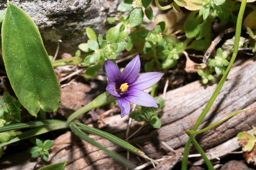 Romulea linaresii