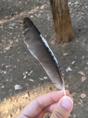 Garrulus glandarius graecus