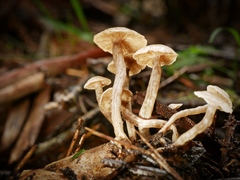 Asterophora mirabilis