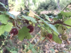 Ribes menziesii