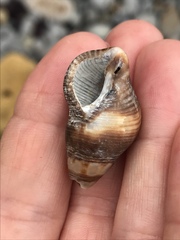 Acanthinucella spirata