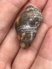 Acanthinucella spirata