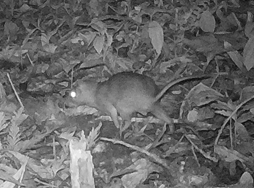 Tome's Spiny-rat