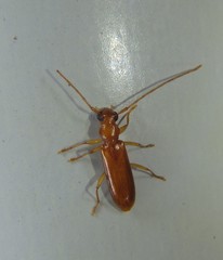 Notoceresium impressiceps