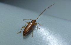 Notoceresium impressiceps