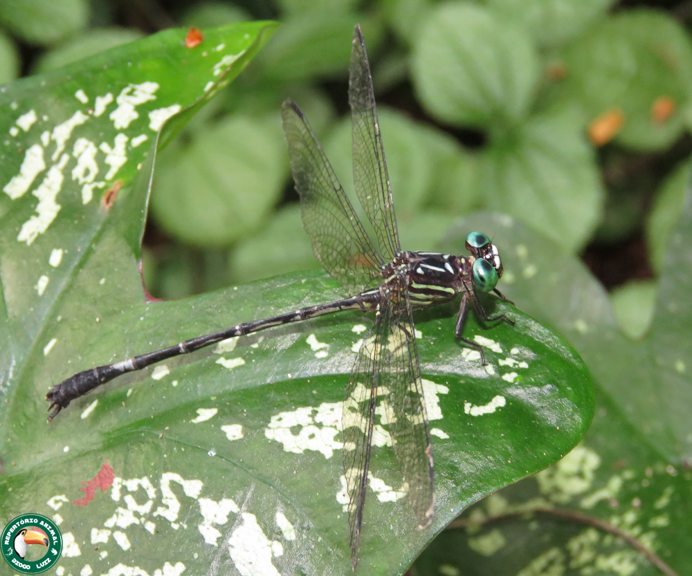 Epigomphus paludosus