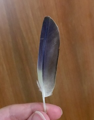 Myiopsitta monachus