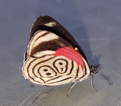Diaethria eluina