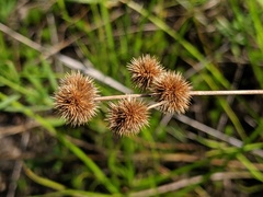 Juncus brachycarpus