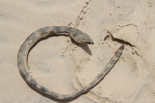 Saddled Snake Eel