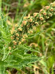 Blitum californicum