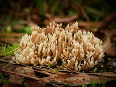 Clavulina vinaceocervina