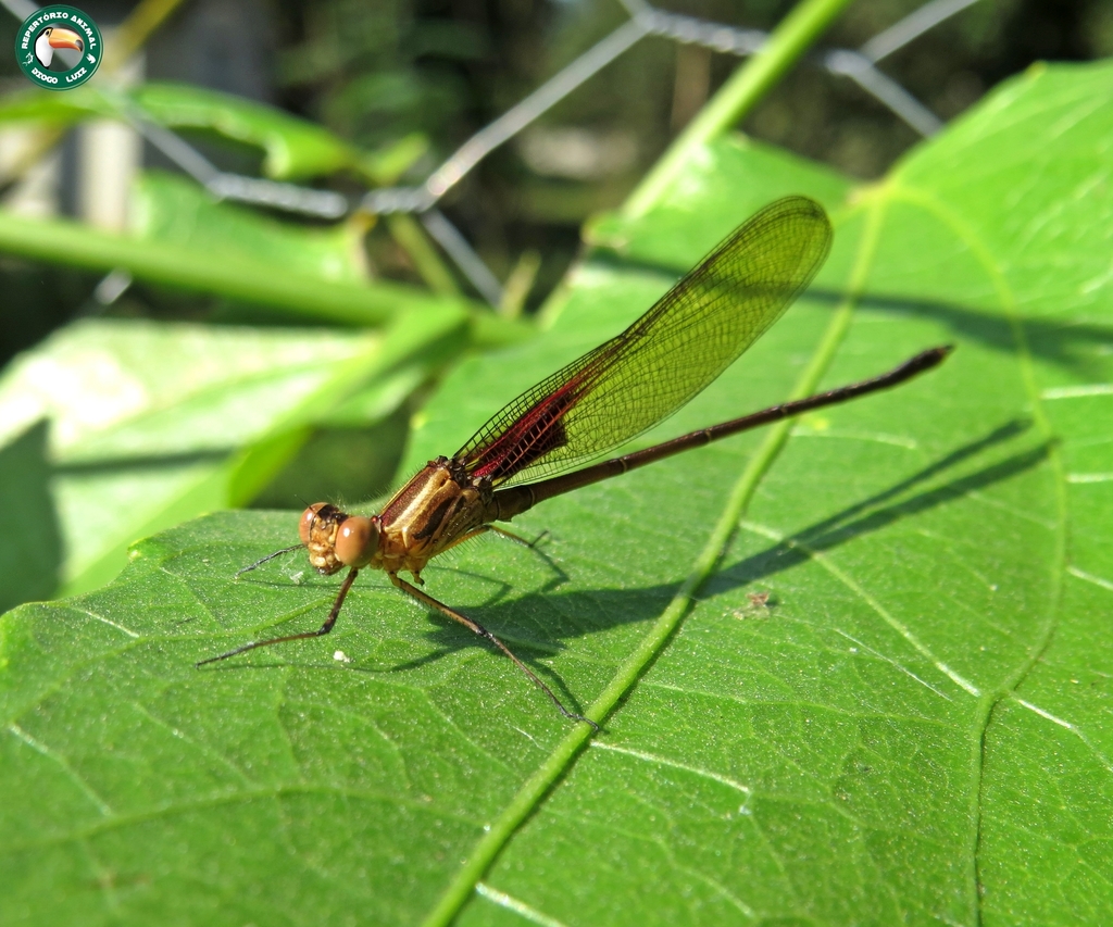 Hetaerina auripennis