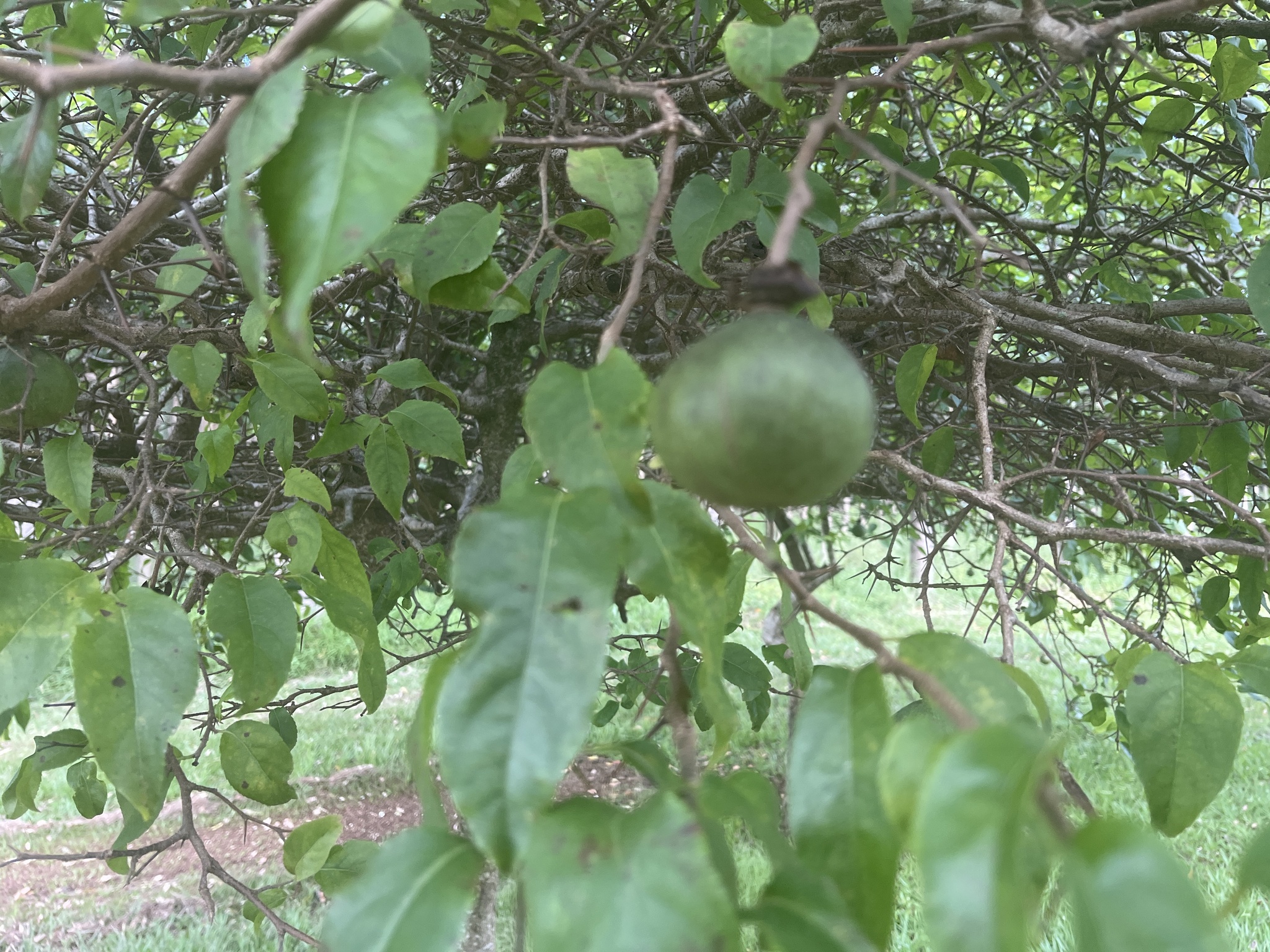 Imagem de Fruta-de-macaco