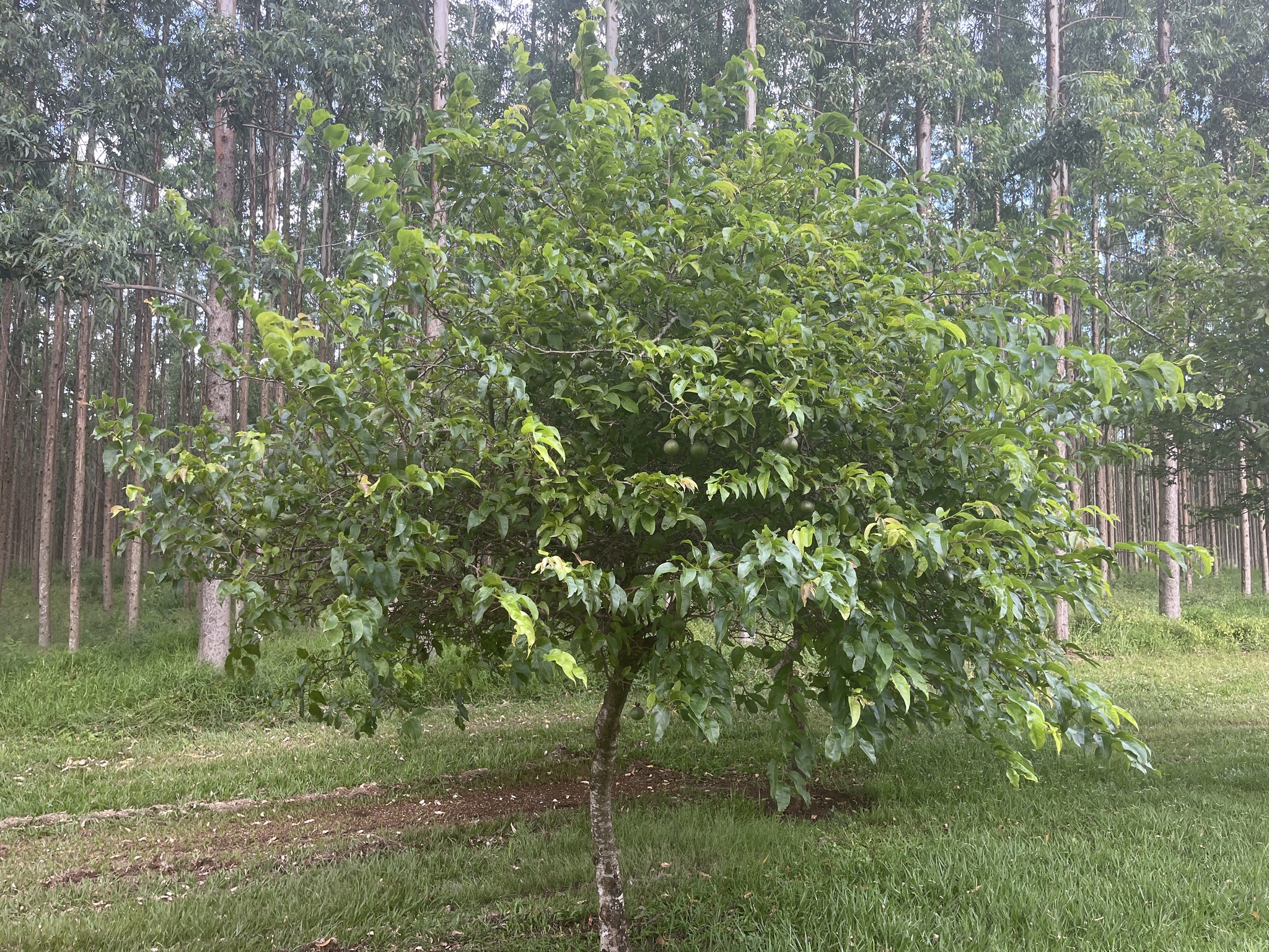 Imagem de Fruta-de-macaco