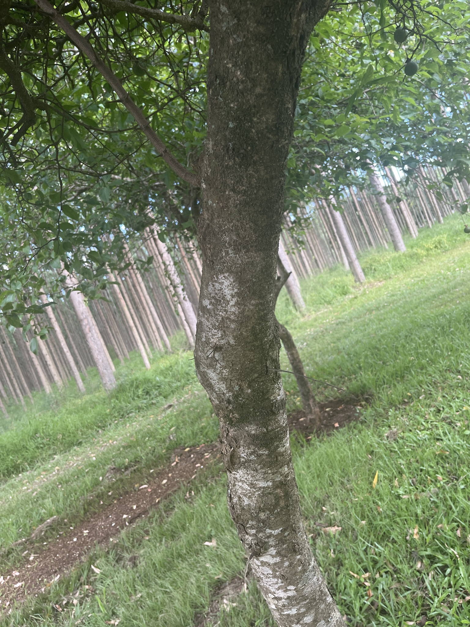 Imagem de Fruta-de-macaco