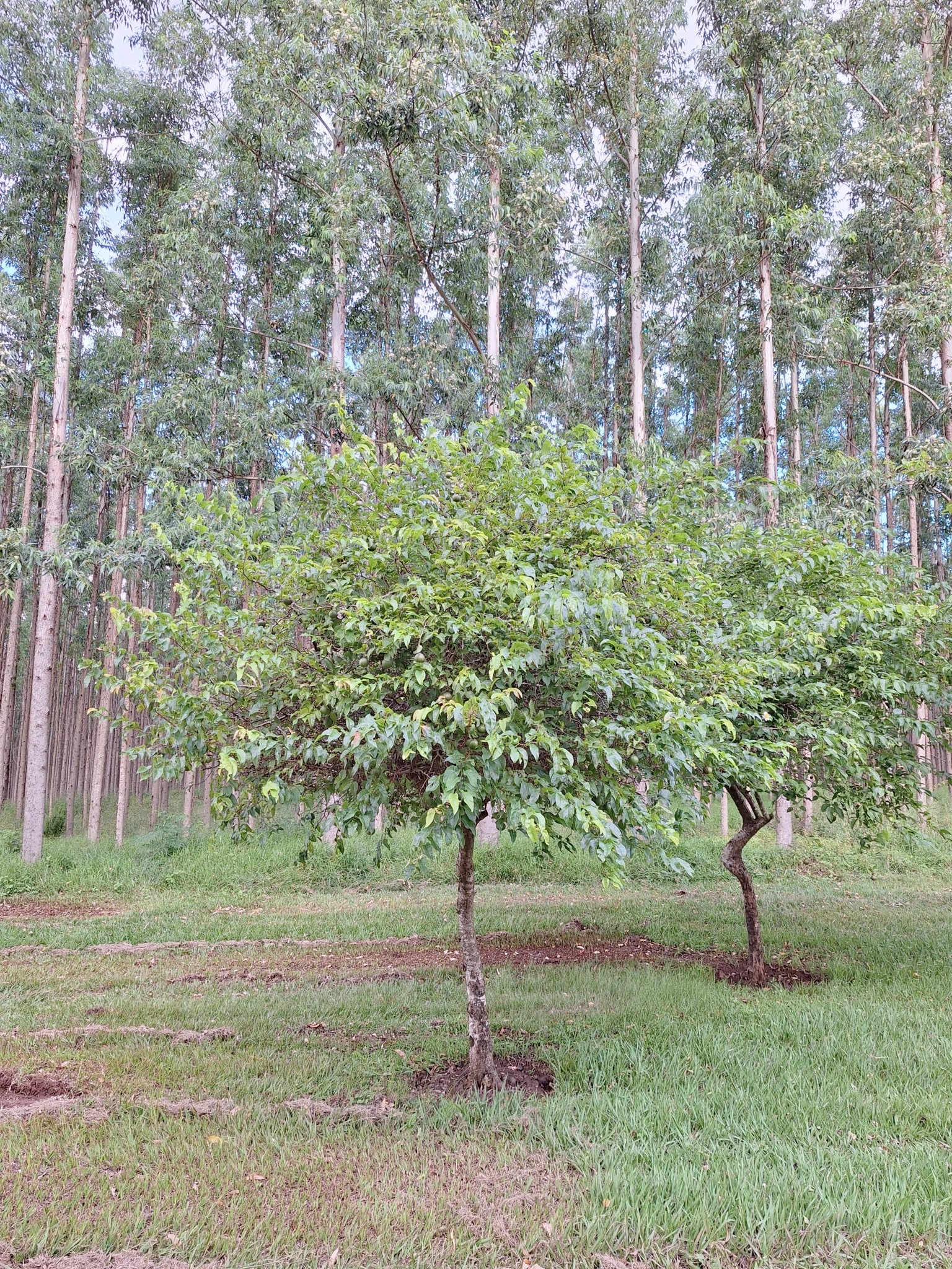 Imagem de Fruta-de-macaco
