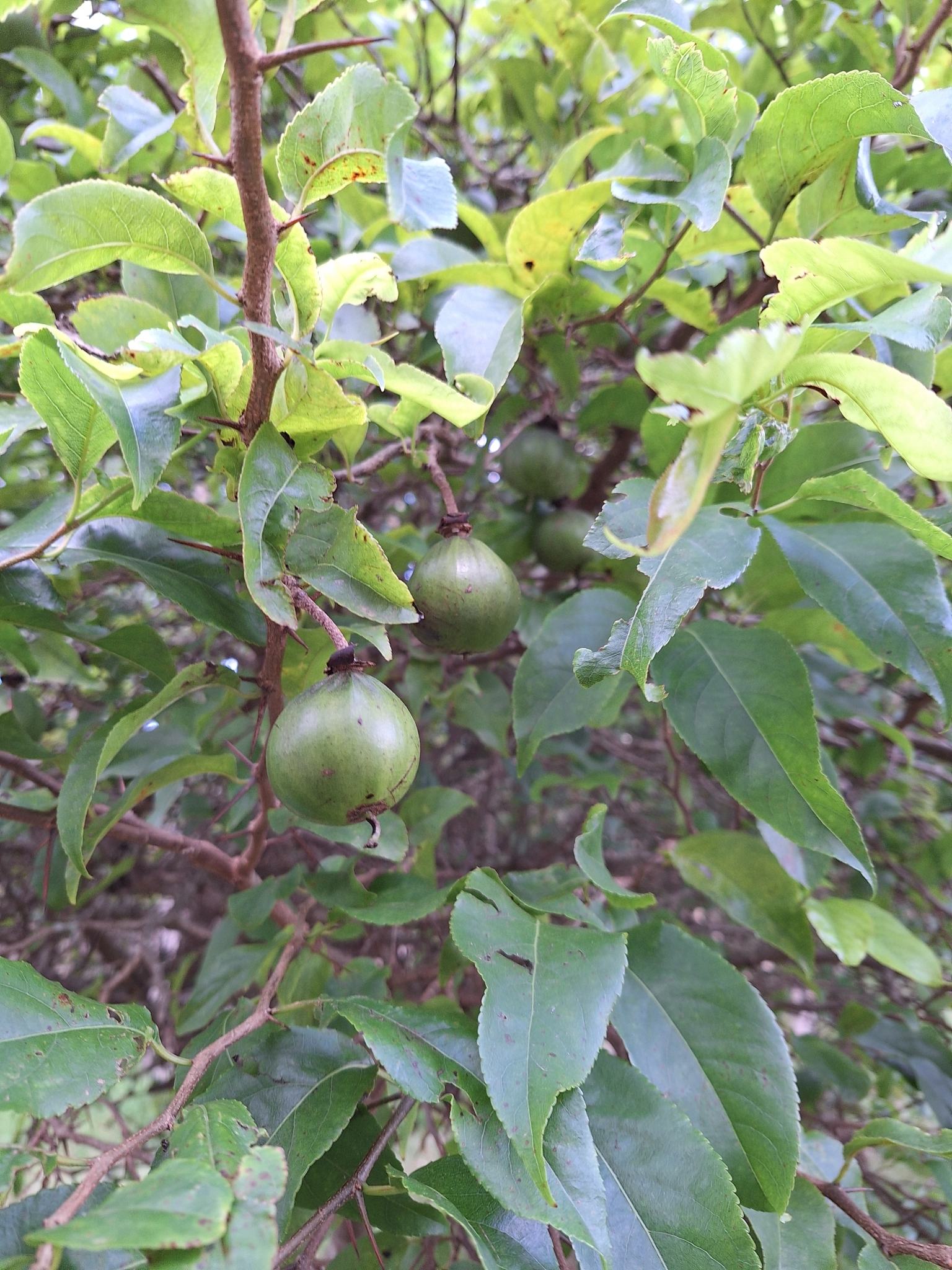 Imagem de Fruta-de-macaco