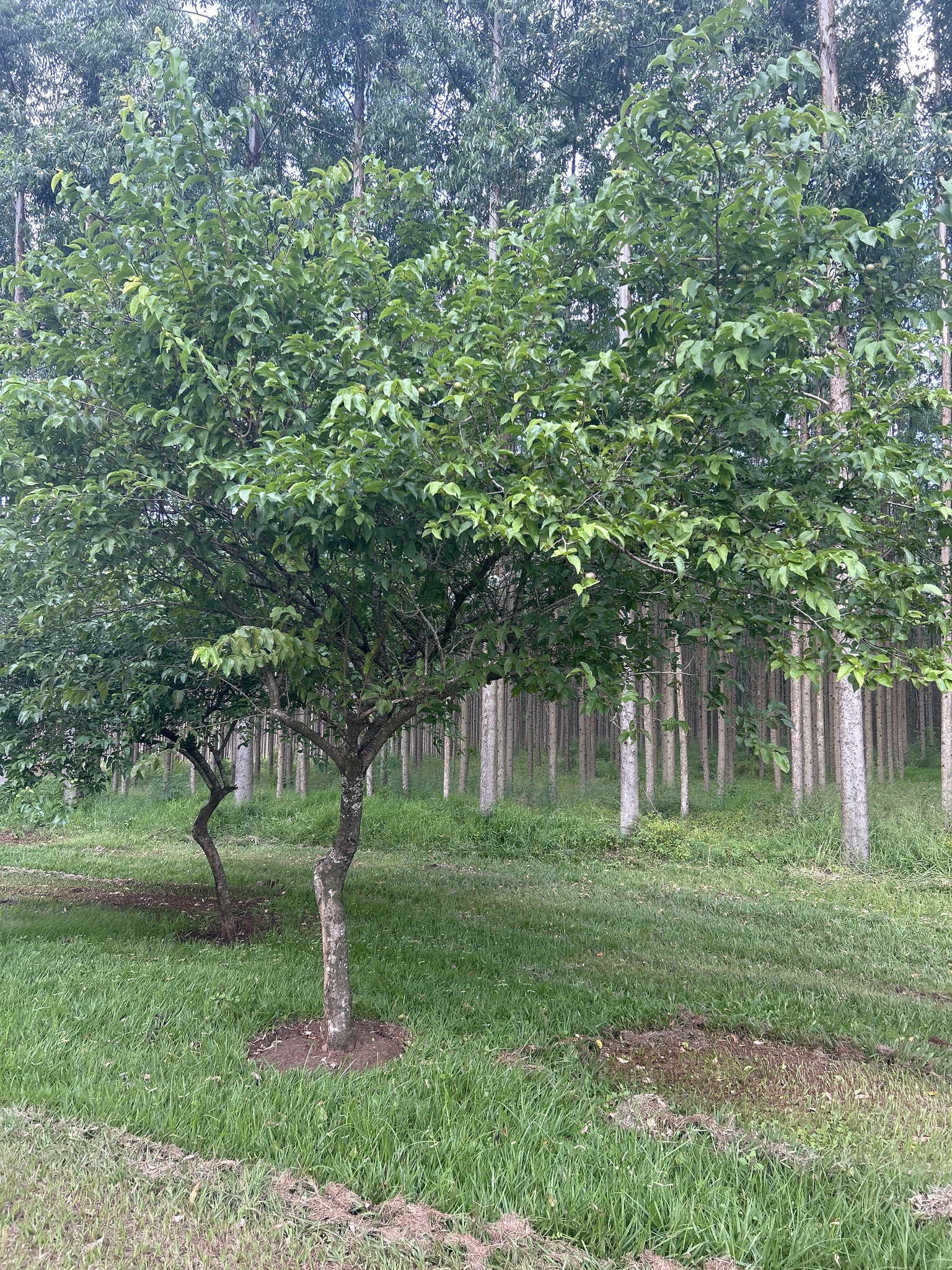 Imagem de Fruta-de-macaco
