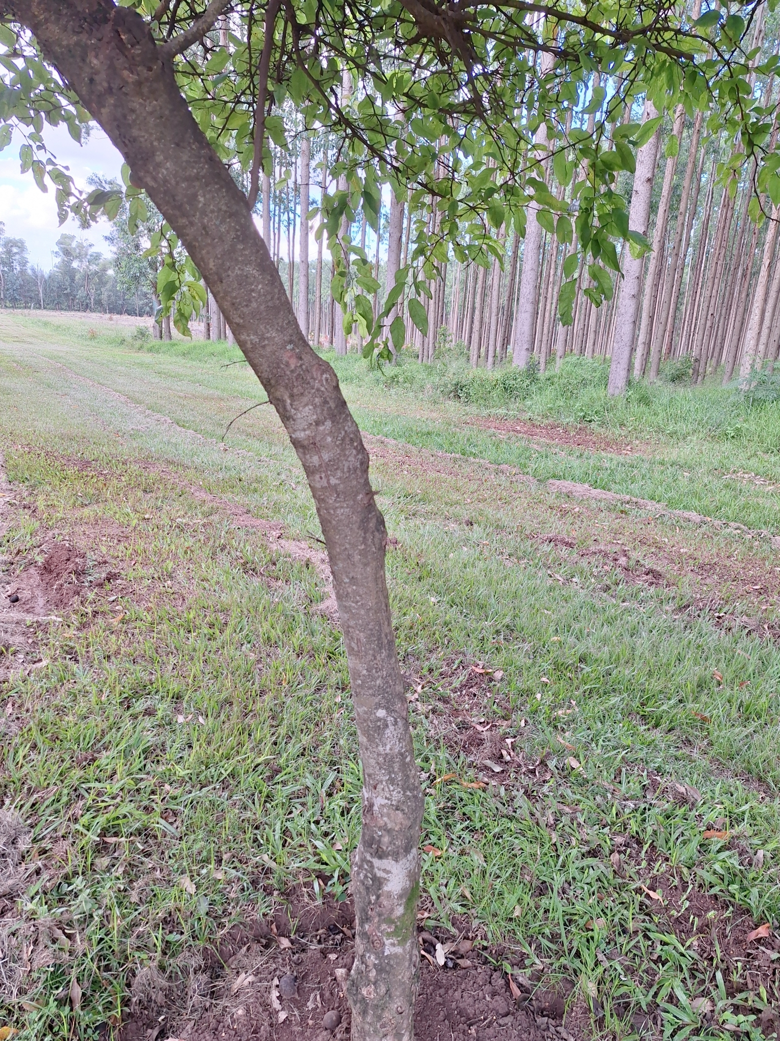 Imagem de Fruta-de-macaco