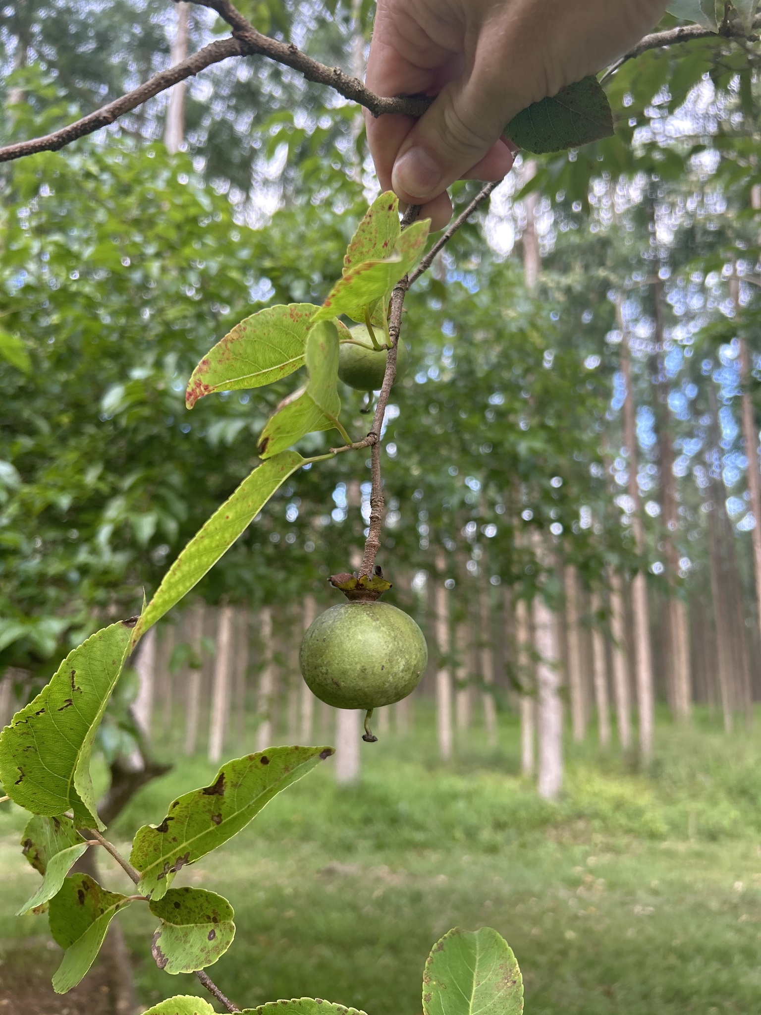 Imagem de Fruta-de-macaco