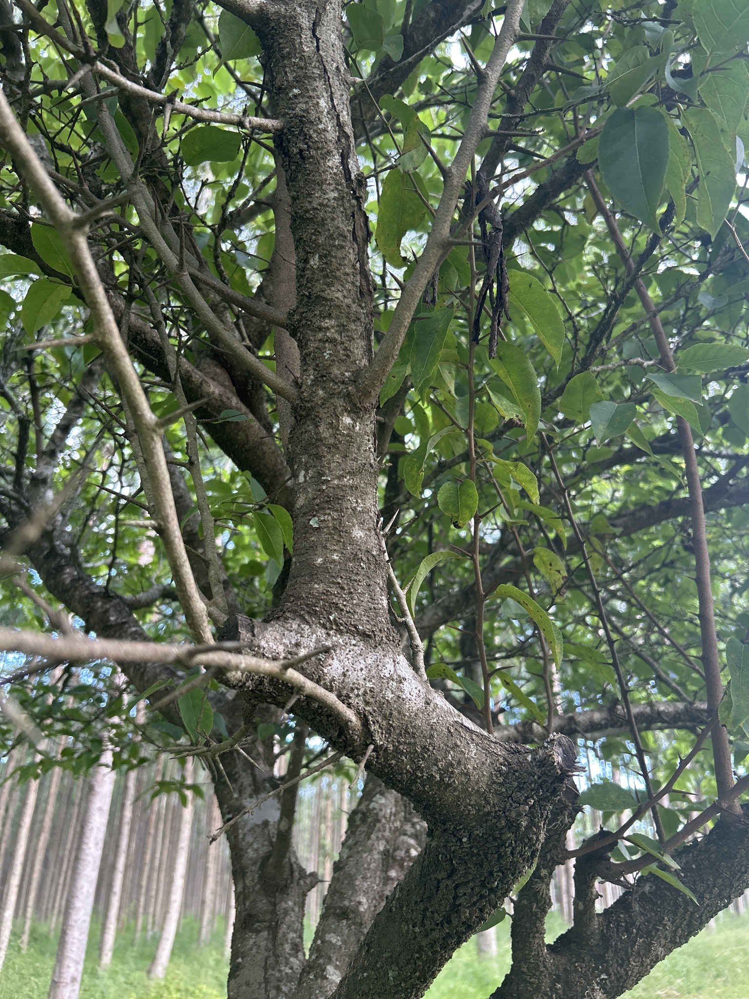 Imagem de Fruta-de-macaco