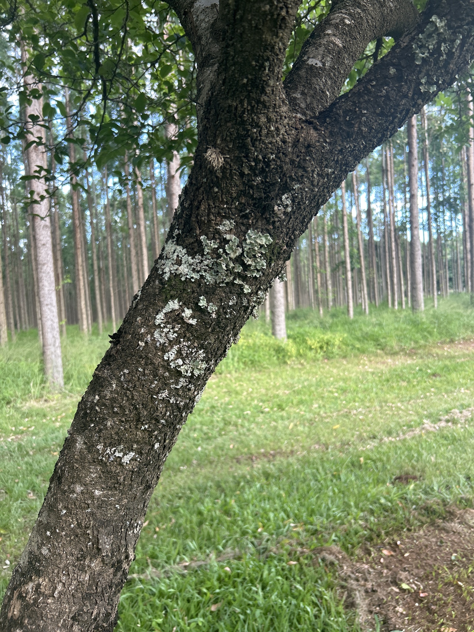 Imagem de Fruta-de-macaco