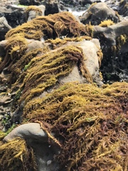 Cumagloia andersonii