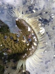 Anthopleura elegantissima