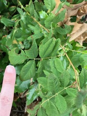 Rosa nutkana macdougalii