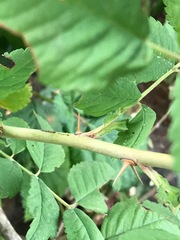 Rosa nutkana macdougalii