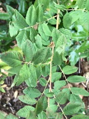 Rosa nutkana macdougalii