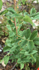 Rosa nutkana macdougalii